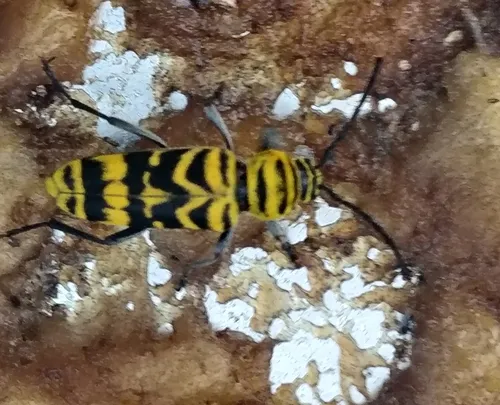 Amorpha Borer