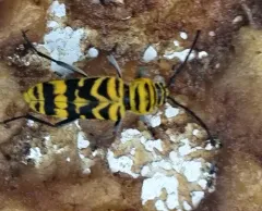 Amorpha Borer thumbnail 1
