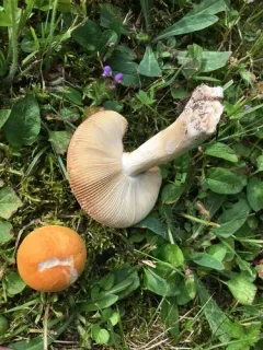 Russula katarinae thumbnail 3
