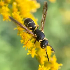 Parancistrocerus leionotus thumbnail 1