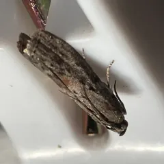 Black-spotted Leafroller Moth thumbnail 2