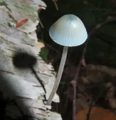 Mycena subcaerulea thumbnail 2