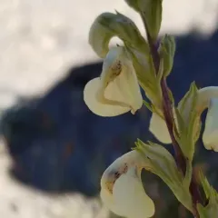 curved-beak lousewort thumbnail 4