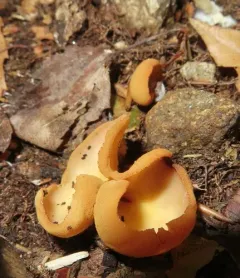 hare's ear thumbnail 3