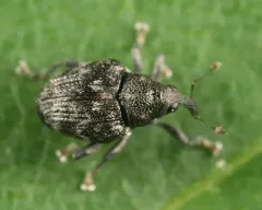 Parauleutes nebulosus thumbnail 1