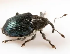 Ceutorhynchus americanus thumbnail 2