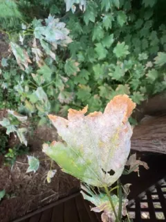 Sawadaea polyfida thumbnail 1