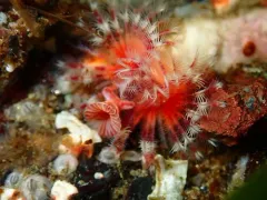 Yoke-bearer Calcareous Tubeworm thumbnail 3