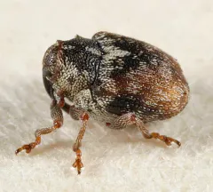 Ceutorhynchus neglectus thumbnail 2