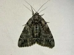 Tearful Underwing thumbnail 2