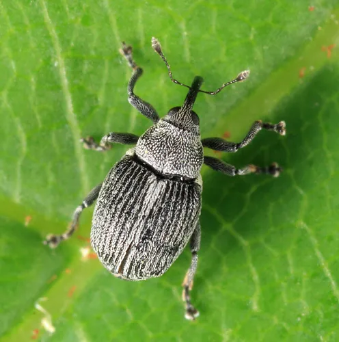 Ceutorhynchus typhae