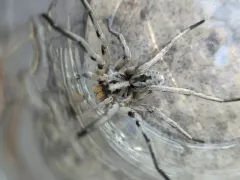 Carolina Wolf Spider thumbnail 2