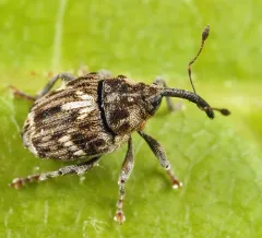 Microplontus campestris thumbnail 2