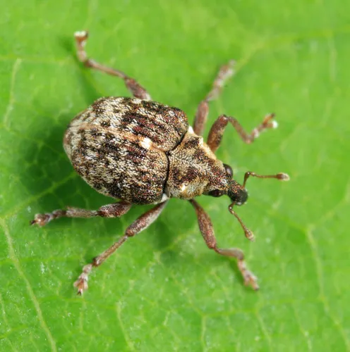 Pelenomus sulcicollis