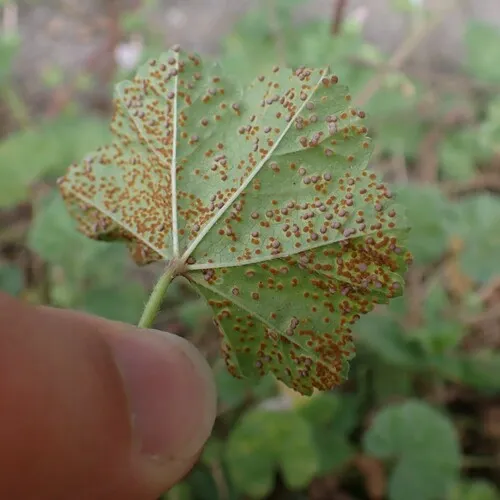 Hollyhock Rust
