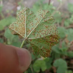 Hollyhock Rust thumbnail 1