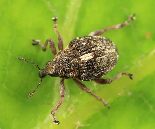 Rhinoncus pericarpius