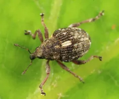 Rhinoncus pericarpius thumbnail 1