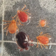 Rabbit Tick thumbnail 1
