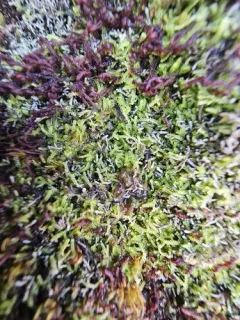 Snow Threadwort thumbnail 3