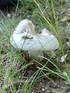 Russula psammophila thumbnail 2
