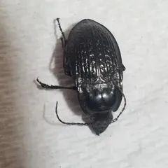 Dicaelus sculptilis thumbnail 4
