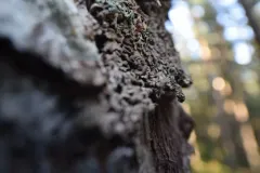 Hypogymnia canadensis thumbnail 3