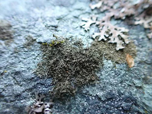 Tingiopsidium sonomense