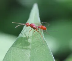 Aulacus burquei thumbnail 1