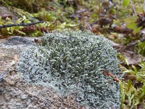 Powdered Matchstick Lichen