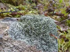 Powdered Matchstick Lichen thumbnail 1