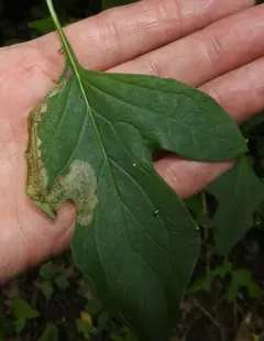 Liriomyza orilliensis thumbnail 3