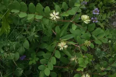 Wild Liquorice thumbnail 3
