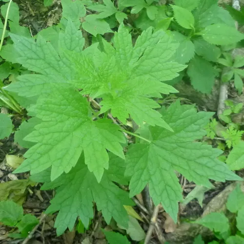 common motherwort
