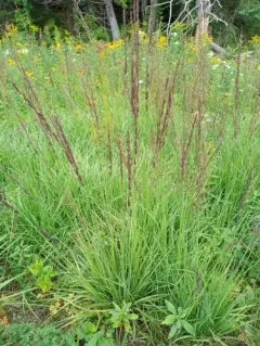 Purple moor grass thumbnail 4