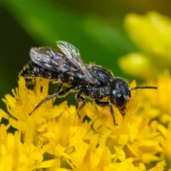 Sixteen-spotted Cuckoo Carder Bee thumbnail 2