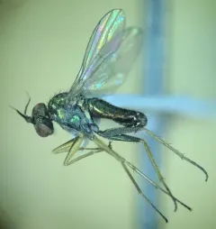 Achradocera barbata thumbnail 2