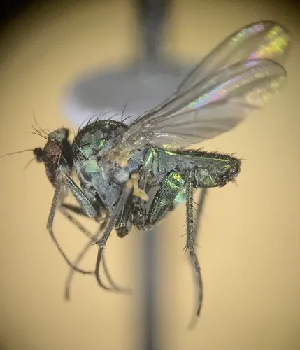 Chrysotus palpiger