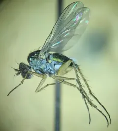 Pelastoneurus vagans thumbnail 4