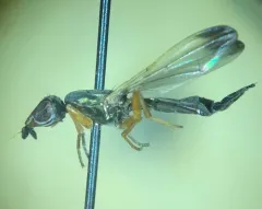 Eumetopiella rufipes thumbnail 3