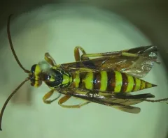 Ceratogastra ornata thumbnail 4