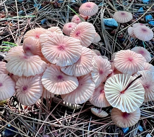 Marasmius bellipes