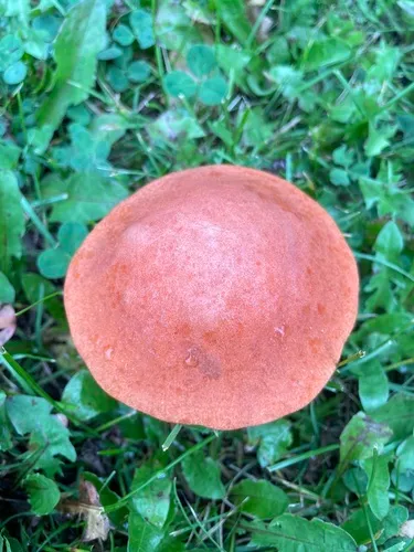 Leccinum boreale