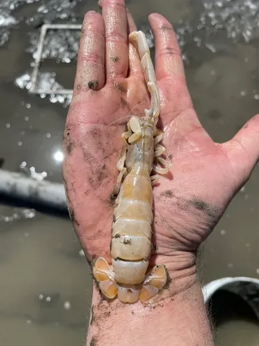 Giant Ghost Shrimp