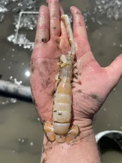 Giant Ghost Shrimp thumbnail 1