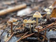 Sagaranella tylicolor thumbnail 1