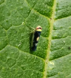 Mountain Leafhopper thumbnail 3