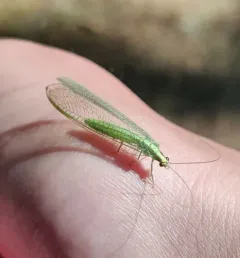 Heavy Green Lacewing thumbnail 4