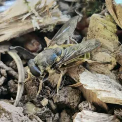 Yellow-shielded Quicksilver thumbnail 3