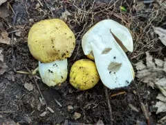 Russula burlinghamiae thumbnail 2